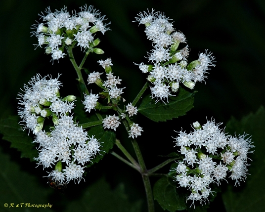 {Ageratina altissima}